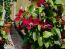 Clematis Jie™ (Clematis 'Jie') - 1 gallon