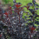 Summer Wine® Black Ninebark (Physocarpus O 'Smr Wine Black') - 1 gallon