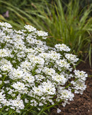 Snowsurfer™ Forte Candytuft (Iberis sempervirens 'Snowsurfer') - 1 gallon