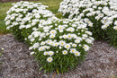 (Leucanthemum x 'S Dream Big') - 1 gallon