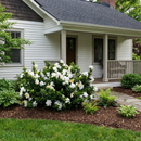 Dwarf Gardenia Radicans (Gardenia jasminoides 'Radicans') - QT