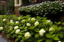 Blushing Bride® Hydrangea (Hydrangea macrophylla 'Blushing Bride') - QT