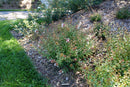 Brilliantina® Abelia (Abelia x grandiflora Brilliantina®) - QT