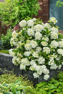 Fairytrail® White Cascade Hydrangea (Hydrangea paniculata 'Fairytrail White Cascade') - QT