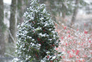 Castle Spire® Blue Holly (Ilex x meserveae 'Castle Spire') - QT