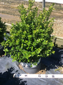 Sprinter® Boxwood (Buxus microphylla 'Sprinter') - QT