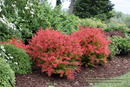 SUNJOY FAST NEO® Barberry (Berberis thunbergii 'NCBT4') - QT PWDF