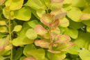 Sunjoy Gold Pillar® Barberry ( Berberis thunbergii 'Maria') - QT