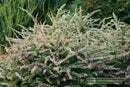 Sunjoy Sequins® Barberry (Berberis thunbergii 'Sunjoy Seguins') - QT
