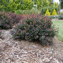 Sunjoy Todo® Barberry (Berberis thunbergii 'Sunjoy Todo') - QT