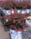 Sunjoy® Tangelo™ Barberry (Berberis thunbergii 'Sunjoy Tangelo') - QT