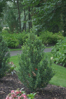 Sky Box™ Japanese Holly (Ilex crenata 'Sky Box') - QT