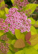 Double Play Big Bang® Spirea (Spiraea japonica 'Tracy') - QT