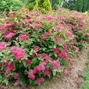 Double Play Doozie® Spirea (Spiraea JAP 'Dbl Play Doozie') - QT