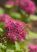 Double Play® Gold Spirea (Spiraea japonica 'Yan') - QT