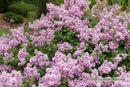 Bloomerang Purpink® Reblooming Lilac (Syringa x pubescens Bloomerang Purpink®) - QT
