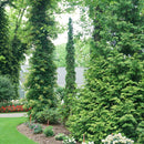 Sting® Arborvitae (Thuja occidentalis 'Sting') - QT