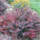 Sunjoy Mini Maroon® Barberry (Berberis thunbergii 'Sunjoy Mini Maroon') - QT