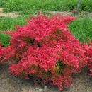 Sunjoy Neo® Barberry (Berberis thunbergii 'Sunjoy Neo') - QT
