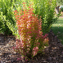 Sunjoy Orange Pillar® Barberry (Berberis thunbergii 'Sunjoy Orange Pillar') - QT
