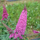 Pugster Pinker® Butterfly Bush (Buddleia 'Pugster Pinker') - QT