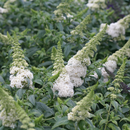 Pugster White® Butterfly Bush (Buddleia 'Pugster White') - QT