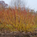Red-Osier Dogwood (Cornus stolonifera 'Arctic Fire Yellow') - QT