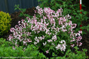 Yuki Cherry Blossom® Deutzia (Deutzia yuki 'Cherry Blossom') - QT
