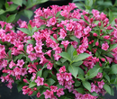 Weigela Snippet® Dark Pink (Weigela 'Snippet Dark Pink') - QT