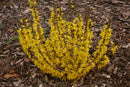 Show Off® Sugar Baby® Forsythia (Forsythia x intermedia 'Show Off Sugar Baby’) - QT