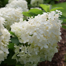 Puffer Fish® Panicle Hydrangea (Hydrangea 'P Puffer Fish') - QT