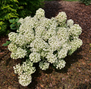 Tiny Quick Fire® Panicle Hydrangea (Hydrangea 'P Tiny Quick Fire') - QT