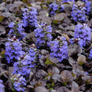 Black Scallop Bugleweed (Ajuga reptans 'Black Scallop') - QT