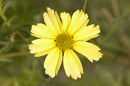 Creme Brulee™ Tickseed (Coreopsis verticillata 'Creme Brulee') - QT