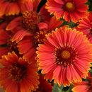 Spintop Yellow Touch Blanket Flower (Gaillardia spintop 'Yellow Touch') - QT