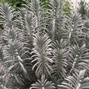 Sensational!® Lavender (Lavandula x i. 'Sensational') - QT