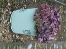 Wildfire Stonecrop (Sedum wildfire) - QT