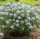 Blue Star Amsonia (Amsonia starstruck) - QT