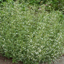 Calamint (Calamintha 'Ssp Nepeta') - QT
