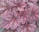 Berry Smoothie Coral Bells (Heuchera 'Berry Berry Smoothie') - QT
