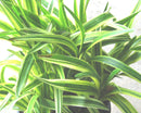 Silvery Sunproof Lily Turf (Liriope muscari 'Silvery Sunproof') - QT