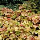 Topaz Jazz Coral Bells (Heuchera topaz 'Jazz') - QT