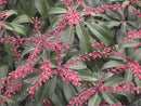 Dorothy Wycoff Andromeda (Pieris japonica 'Dorothy Wycoff') - 1 gallon