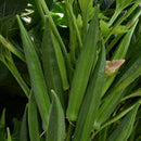 Baby Bubba Okra (Abelmoschus esculentus ‘Baby Bubba’) - QT