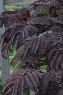 Summer Chocolate Mimosa Tree (ALBIZIA JULIBRISSIN SUMMER CHOCOLATE) - 5 gallon