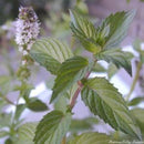 Chocolate Mint Herb (Mentha x piperita ‘Chocolate’) - QT