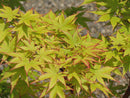 'Sango kaku' Coral Bark Japanese Maple (Acer palmatum 'Sango-kaku') - 1 gallon