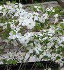 Cherokee Princess Flowering Dogwood (Cornus florida 'Cherokee Princess') - 2 gallon 3' TREE