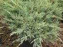 Grey Owl Juniper (Juniperus virginiana 'Grey Owl') - 3 gallon 15"