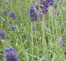 Provence Lavender (Lavandula x 'Provence') - 3QT